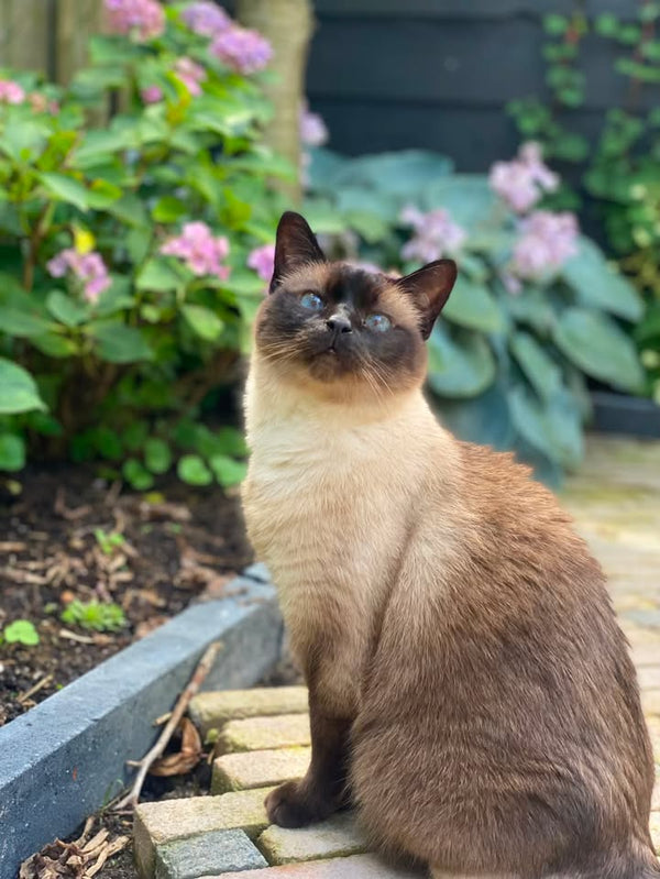 Keetje, Siamese (minimal signet ring)
