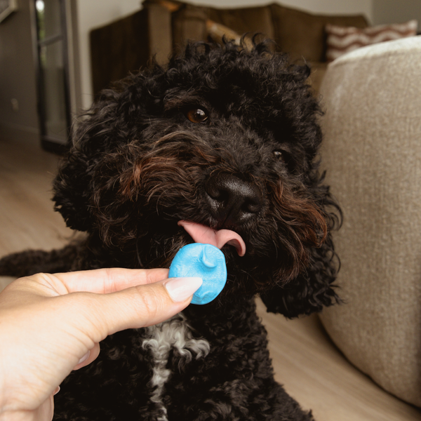 Mia, Labdradoodle (minimal signet ring)