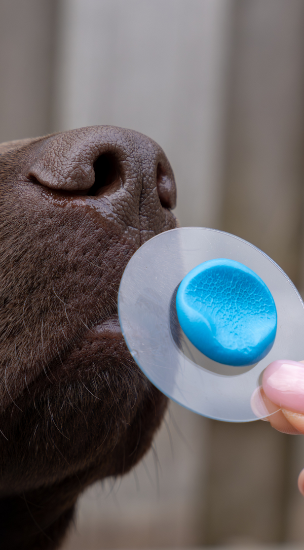Baco, Labrador (oval pendant)