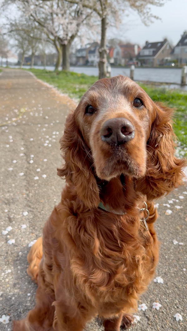 Iris, Irish Setter (minimal signet ring)